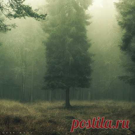 lonely tree
