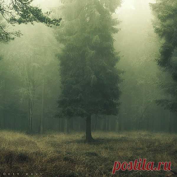 lonely tree