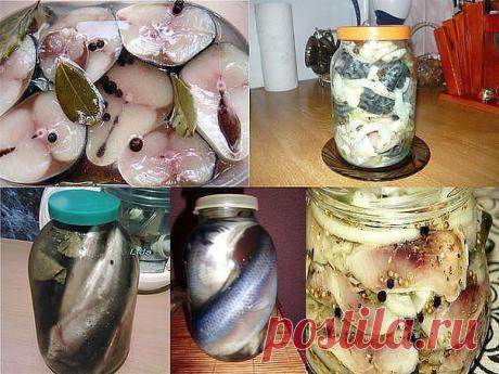 Для тех, кто любит рыбу. Много, вкусно, быстро, дешево...12 Рецептов домашнего посола скумбрий, сельди, кильки и мойвы!!!