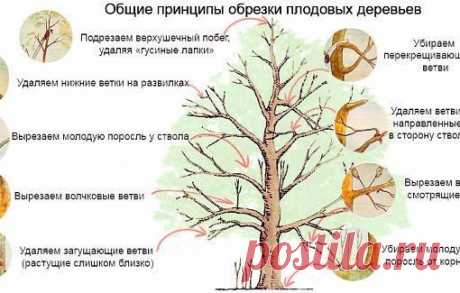 Вы спрашивали?. Осенью не смогли провести обрезку старых яблонь. Когда можно приступить к этой работе?