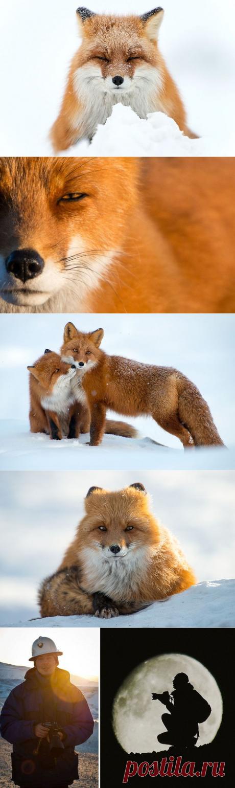 Горный инженер с Чукотки фотографирует лис