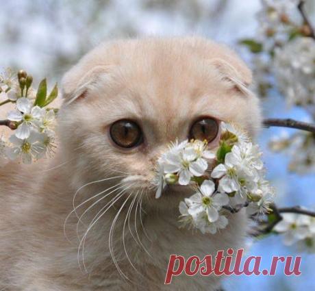 (2) Fotocats - о кошках