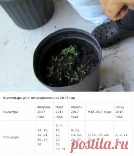 Посадка помидор на рассаду.
