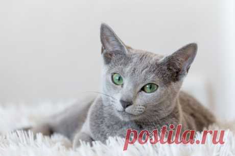 Кого лучше взять кота или кошку, кто лучше кот или кошка для квартиры - Petstory