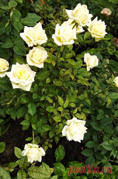 Вологда 🌳 Осенняя клумба 🌺