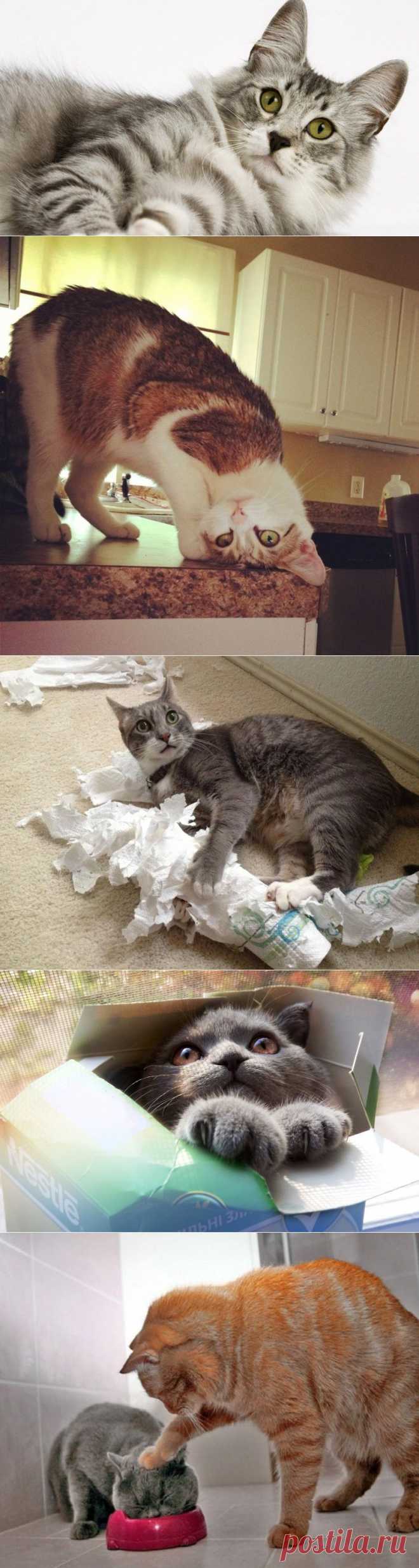 19 причин, почему каждому нужен свой кот.