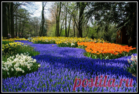 Keukenhof -самый привлекательный парк цветов в Голландии.