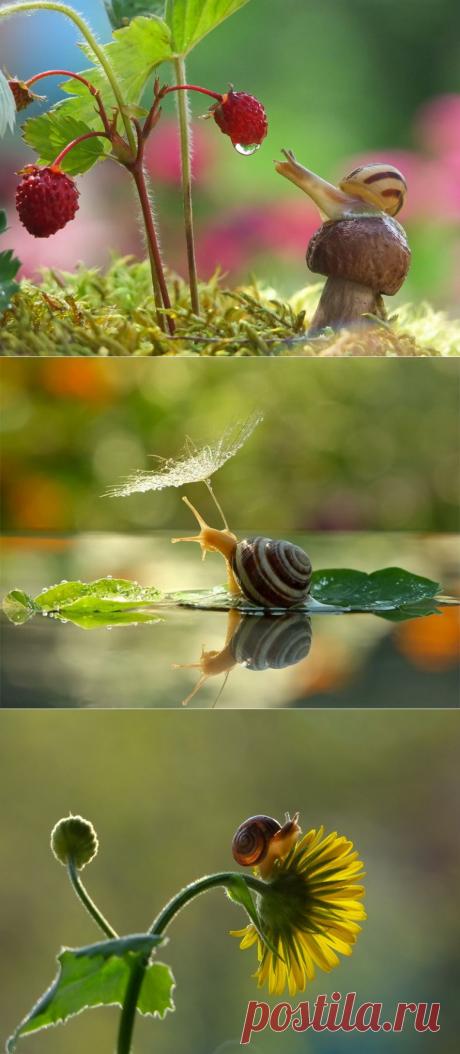 Улитки не медленные. Они просто ценят жизнь