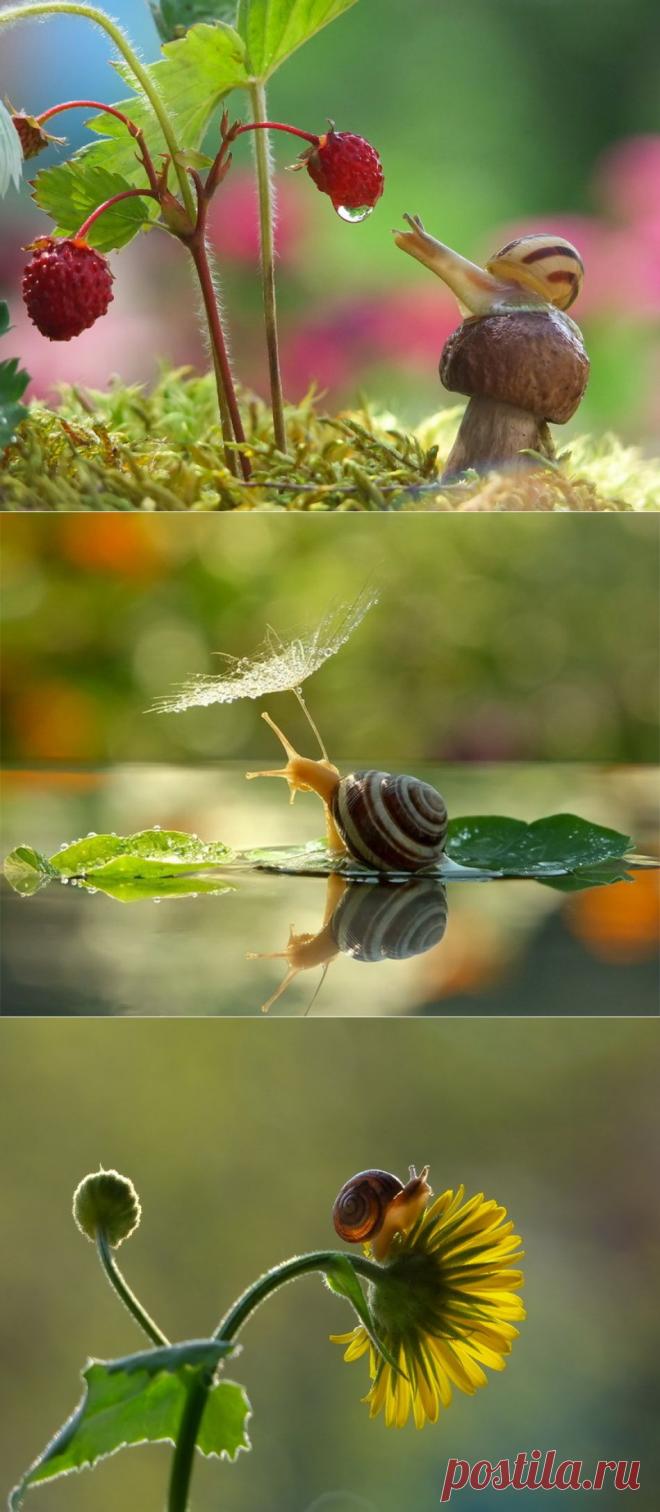 Улитки не медленные. Они просто ценят жизнь