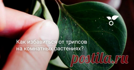 Как избавиться от трипсов на комнатных растениях? Сотни видов трипсов тяжело различить между собой, но все трипсы поражают растения одинаково и поразительно быстро. Чем оперативнее начнутся меры, тем лучше, ведь эти насекомые обрекают растение на истощение и быструю потерю декоративности листьев и цветков.