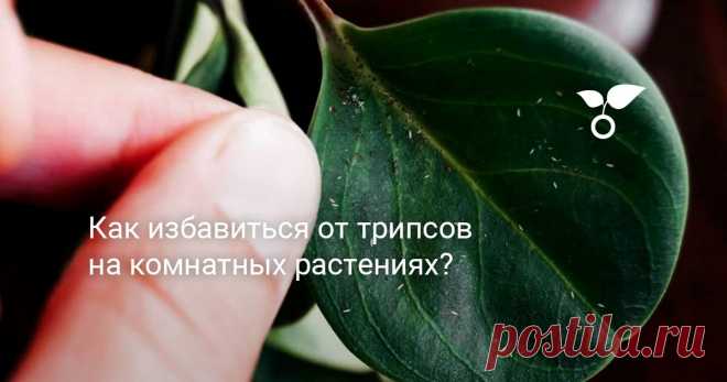 Как избавиться от трипсов на комнатных растениях? Сотни видов трипсов тяжело различить между собой, но все трипсы поражают растения одинаково и поразительно быстро. Чем оперативнее начнутся меры, тем лучше, ведь эти насекомые обрекают растение на истощение и быструю потерю декоративности листьев и цветков.