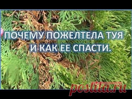 Почему пожелтела туя и как ее спасти. Болезни хвойных растений. - YouTube