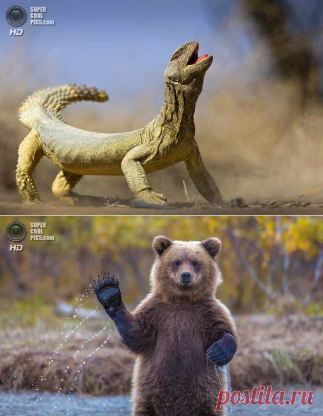 Фотоконкурс издания National Geographic Traveler 2014 / Всё самое лучшее из интернета