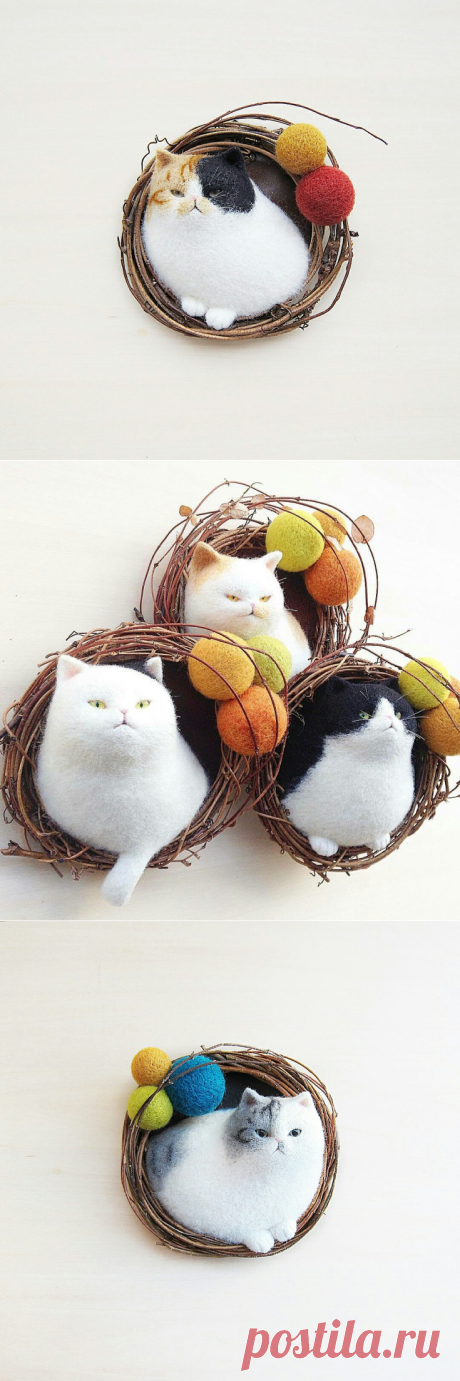 Баночно - гнездовые коты Mosscat25