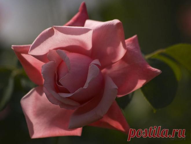 tasha7 — «Нежность, даримая светом...» на Яндекс.Фотках