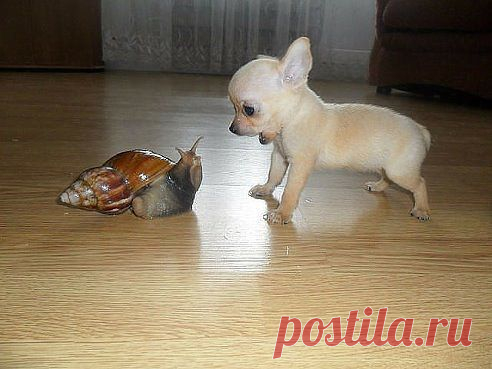 Батюшки...!! Кто это????!!! ))
