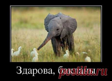 слонэ