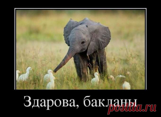 слонэ