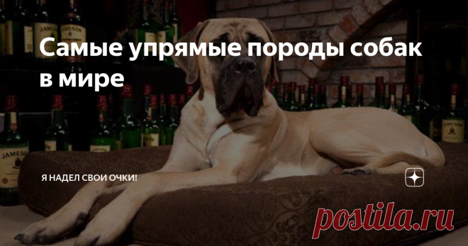 Самые упрямые породы собак в мире Нельзя сказать, что собаки, о которых пойдет речь, глупые. Они достаточно умны, чтобы иметь свое собственное мнение и отстаивать его. Но порой желание настоять на своем у этих собак переходит все границы. Эта статья о них – самых упрямых и трудно обучаемых породах собак.
Бассет-хаунд
Любой владелец бассет-хаунда подтвердит, что если бы мир можно было перевернуть с помощью лени и упрямства,