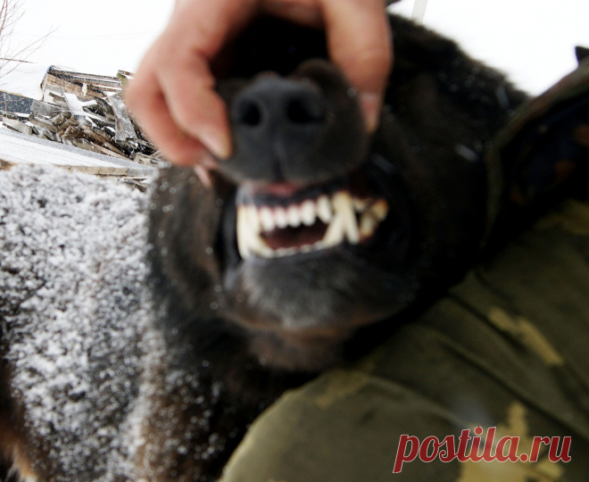 Челюсти волкодава.