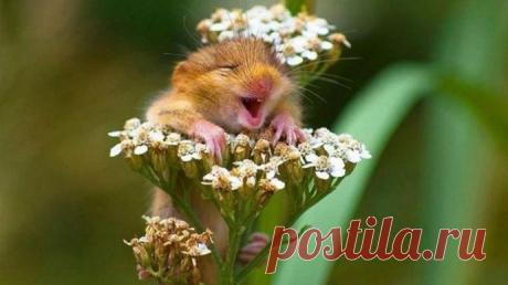 Они очень любят весну.