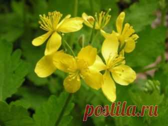 Чистотел при варикозном расширении вен, отзывы