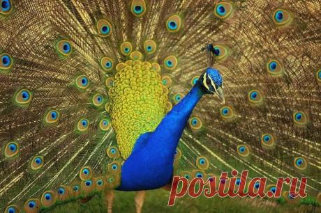 Прекрасная птица павлин