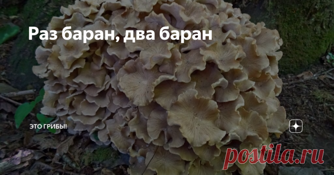 Раз баран, два баран В середине кипучего июня на грибной наш форум пришли две одинаковые новости из разных мест, а за ними еще одна похожая. Она была оформлена как вопрос в грибной определитель, но в ней читалось пассивно-агрессивное торжество. 