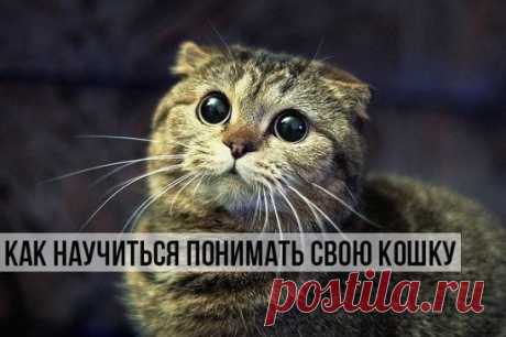 КАК ПОНЯТЬ СВОЮ КОШКУ