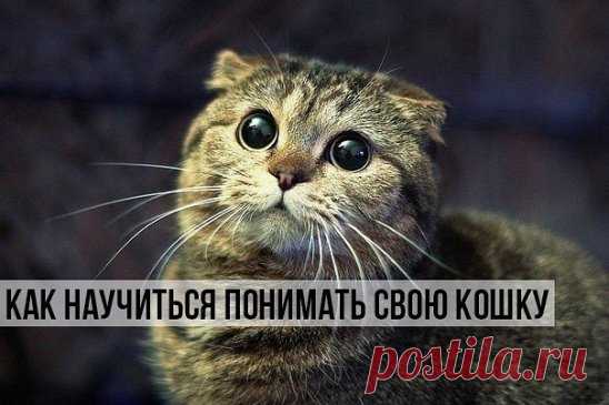 КАК ПОНЯТЬ СВОЮ КОШКУ