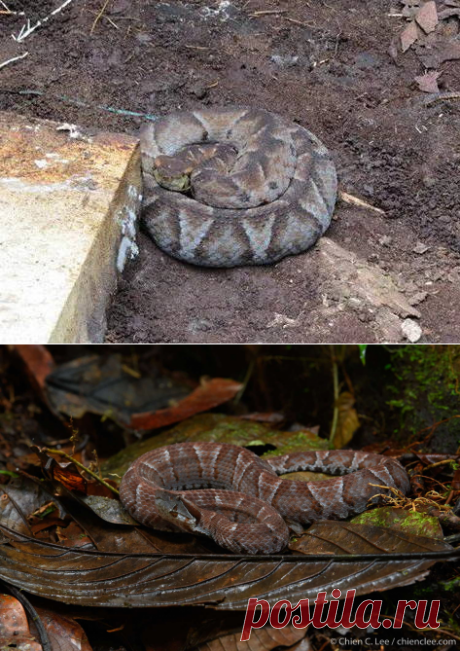 Эквадорский жабоголовый ботропс (Bothrops campbelli) — Ботропс Кэмпбелла