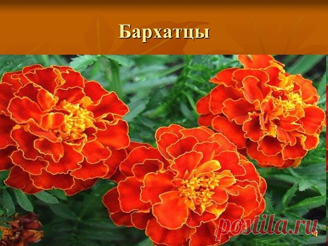 ЛЕЧЕБНЫЕ БАРХАТЦЫ

Для профилактики болезней поджелудочной железы, сахарного диабета, для укрепления сосудистой стенки и нервной системы обязательно попробуйте лекарства с бархатцами !

Рецепт №1.
1 цветок бархатца вместе с семенами измельчить и заварить в 1 стакане кипятка. Принимать по 1/4 стакана 3-4 раза в день.

При панкреатите с частыми приступами по 1 ст. ложке каждые 1-2 часа.

Рецепт №2.
При витилиго, нейродермите, псориазе, ухудшении зрения и выпадении волос.

8 ...