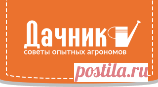Львиный зев