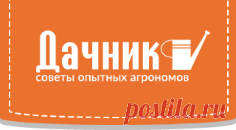 Львиный зев