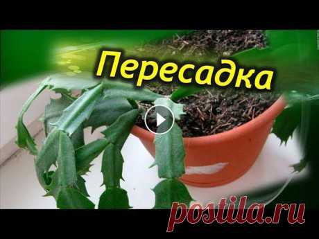 ПЕРЕСАДКА Декабриста. Как правильно пересадить  шлюмбергеру. Когда нужна пересадка! ПЕРЕСАДКА Декабриста. Как правильно пересадить Шлюмбергеру. Когда нужна пересадка!Неприхотливый в уходе декабрист пришелся по нраву многим цветоводам ...