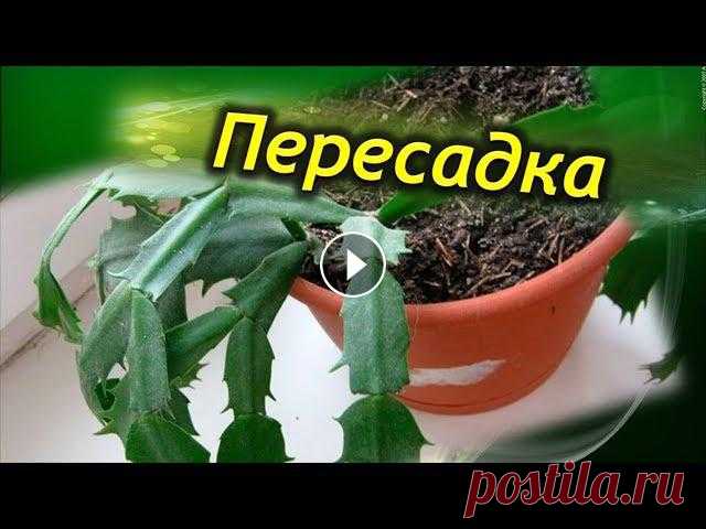 ПЕРЕСАДКА Декабриста. Как правильно пересадить  шлюмбергеру. Когда нужна пересадка! ПЕРЕСАДКА Декабриста. Как правильно пересадить Шлюмбергеру. Когда нужна пересадка!Неприхотливый в уходе декабрист пришелся по нраву многим цветоводам ...