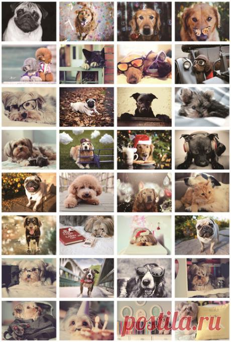 Набор открыток "Many lovely small dog" ("Много прекрасных маленьких собак"). 
32 шт. (AliExpress)