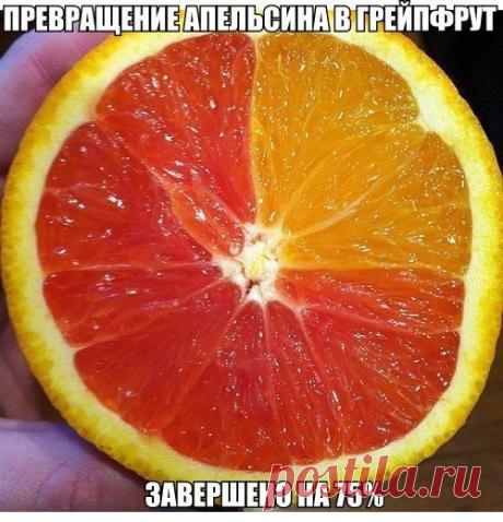 Вот так Ржака!
