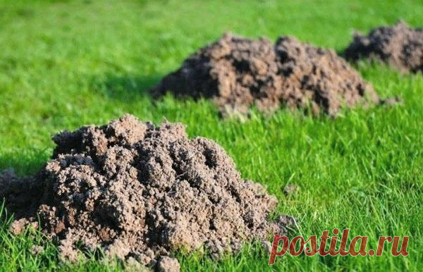 Избавиться от слепышей на участке помогут результативные способы борьбы