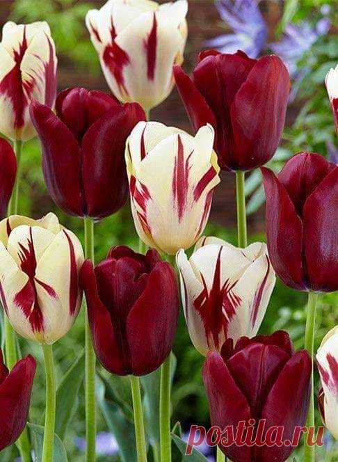 (6) Facebook