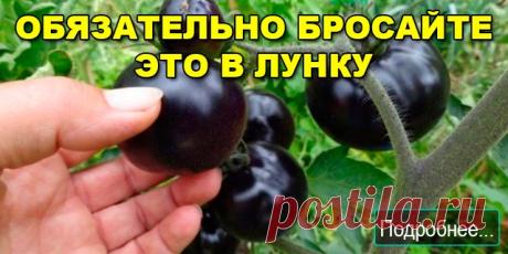 ЕСЛИ ВЫ САДИТЕ ПОМИДОРЫ, ТО ОБЯЗАТЕЛЬНО БРОСАЙТЕ ЭТО В ЛУНКУ - ПОЛЕЗНЫЕ СОВЕТЫ