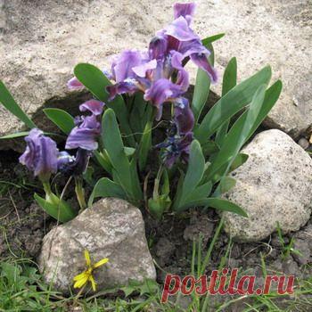 Ирисы в ландшафтном дизайне сада