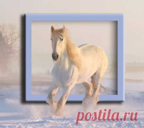 Белая лошадь зимой