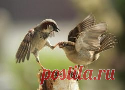 Воробьи в пыли купаются - примета | Приметы на 4-Women.ru
