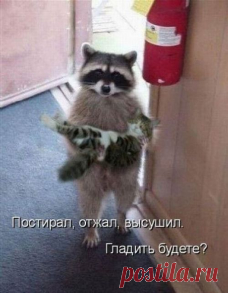 котики Поиск