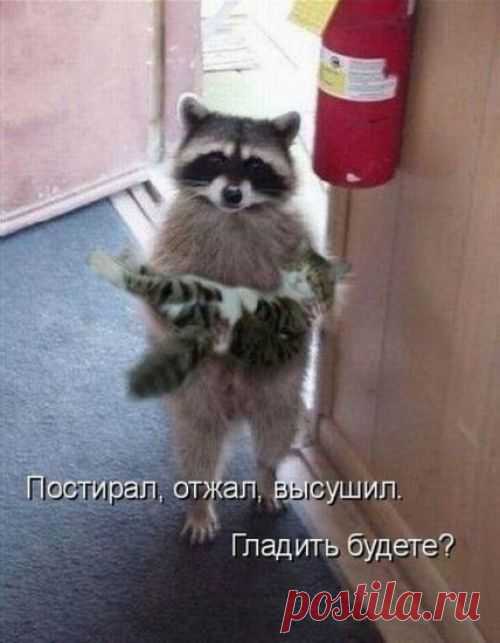 котики Поиск