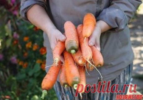 СЕЕМ МОРКОВЬ В КИСЕЛЕ! 
Некоторые огородники смешивают семена моркови с песком и высеивают. А есть народный способ посадки в киселе.
1. Варим из крахмала жидкий кисель, на стакан остывшего киселя берем одну чайную ложку семян моркови, размешиваем и выливаем в заварной чайник.
2. Делаем в земле бороздку, проливаем её теплой водой, а затем выливаем в бороздку кисель с семенами из чайника.
3. Все семена ложатся отдельно друг от друга, остаётся засыпать их землёй.
4. Всходят они прекрасно, пото