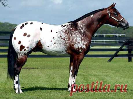 Appaloosa Stallion  -  Источник:  El Mundo del Caballo  
|   Pinterest • Всемирный каталог идей