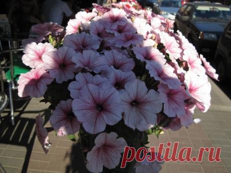 Петуния - хвастаемся цветущими растениями - Страница 17 - Форум цветоводов Фрау Флора