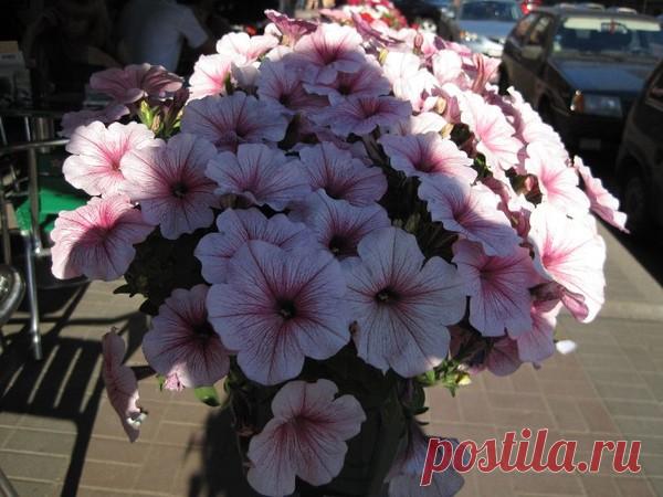 Петуния - хвастаемся цветущими растениями - Страница 17 - Форум цветоводов Фрау Флора